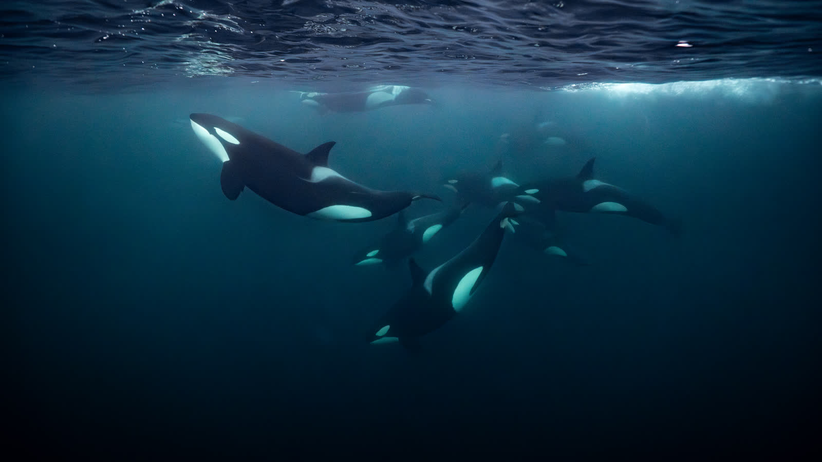 Groupe d'orques nageant sous la surface, ailerons dorsaux et taches blanches visibles