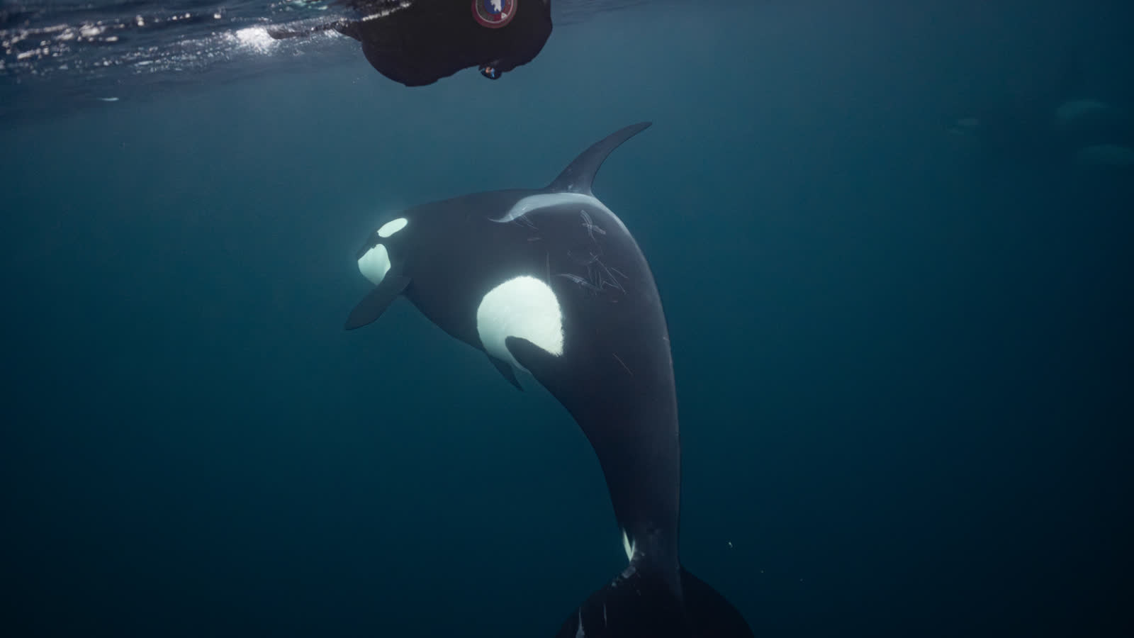 Snorkeller at the surface above an orca during an outing at sea in Skjervøy