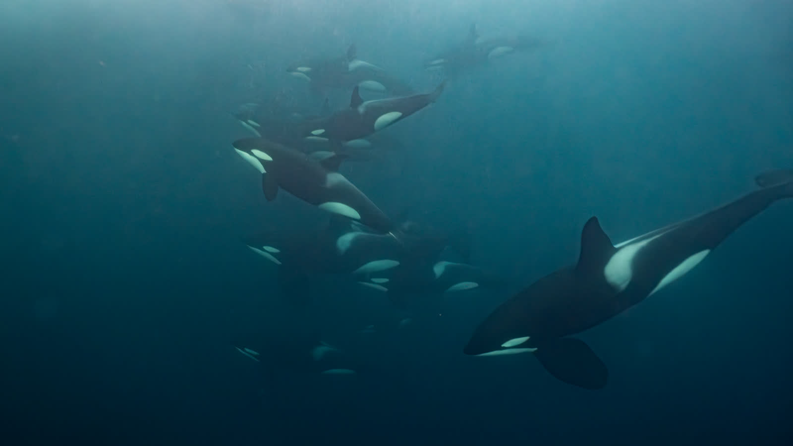 Group of orcas in the waters of a Northern Norway fjord near Skjervøy
