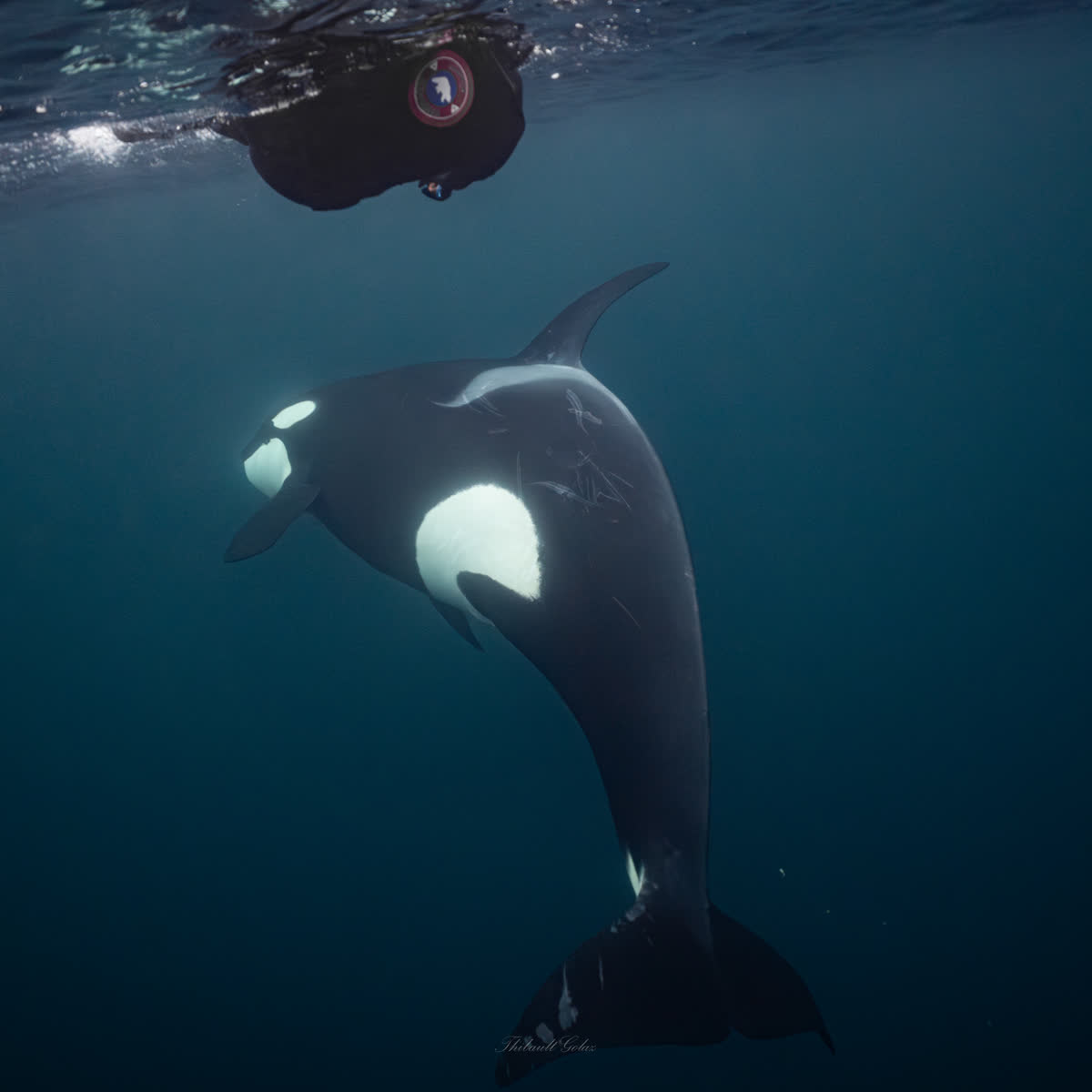 Nageur en surface au-dessus d'une orque qui remonte vers lui