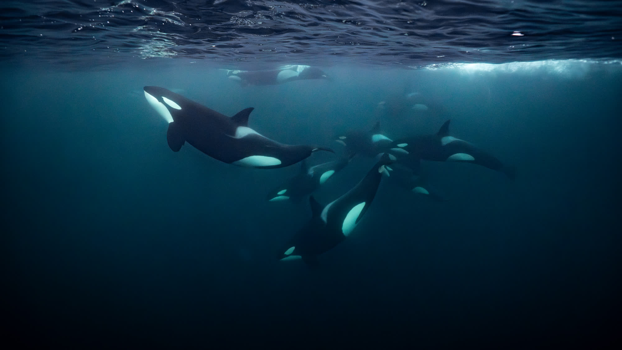 Groupe d'orques nageant juste sous la surface dans un fjord de Skjervøy, en Norvège arctique