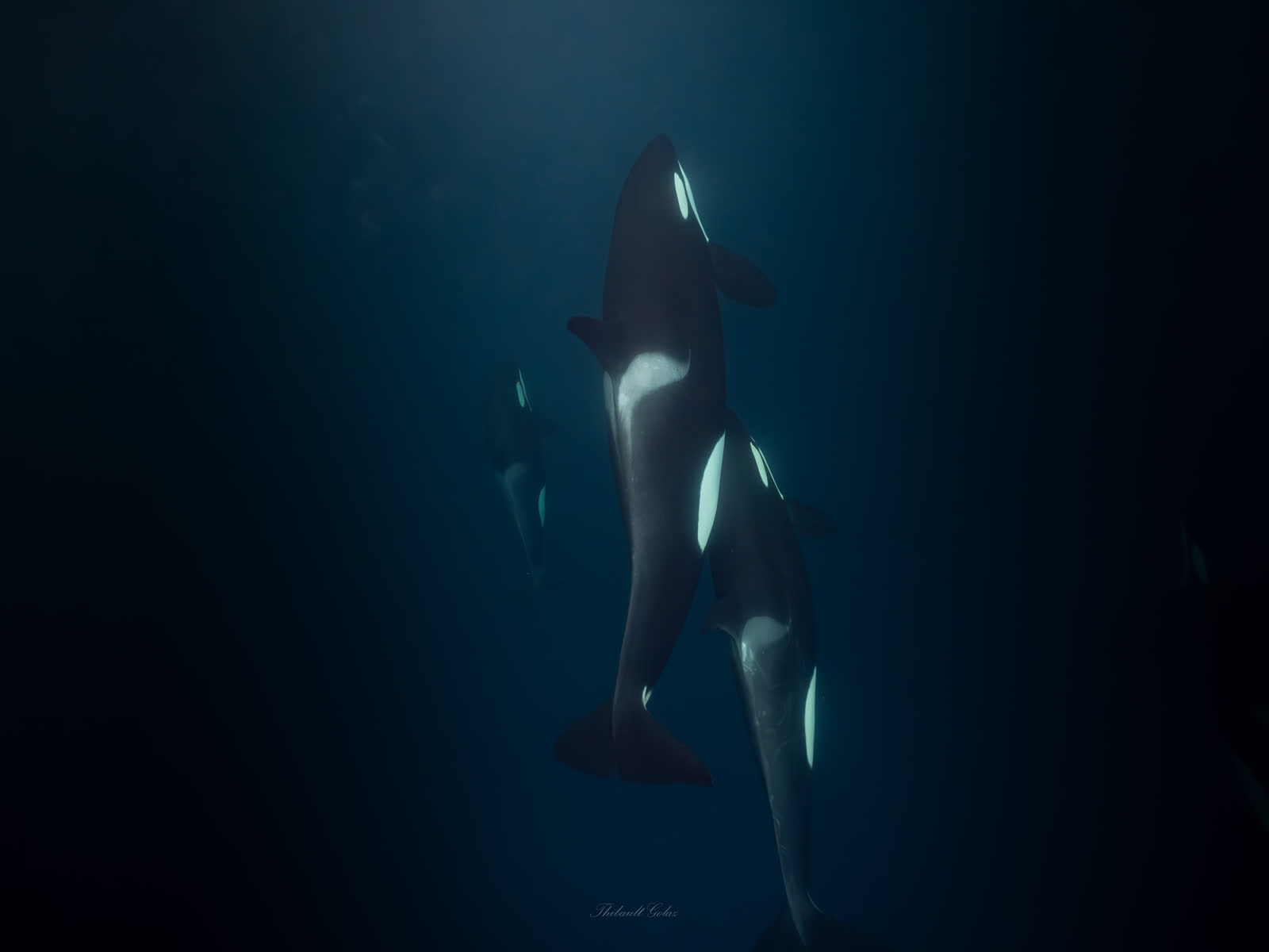 Deux orques évoluant côte à côte dans l'eau sombre d'un fjord norvégien en hiver