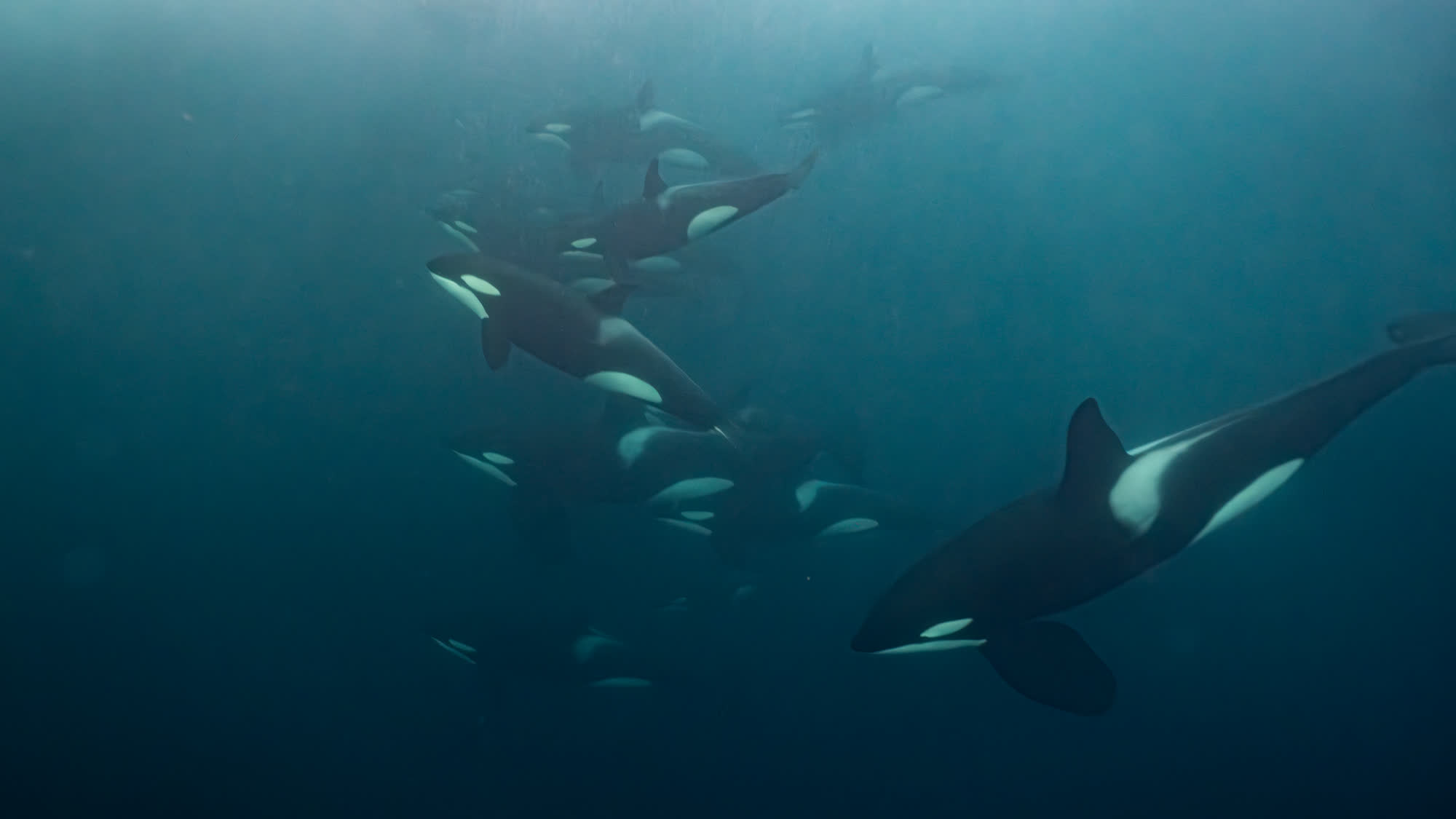 Groupe d'orques se déplaçant ensemble dans les eaux froides d'un fjord du nord de la Norvège